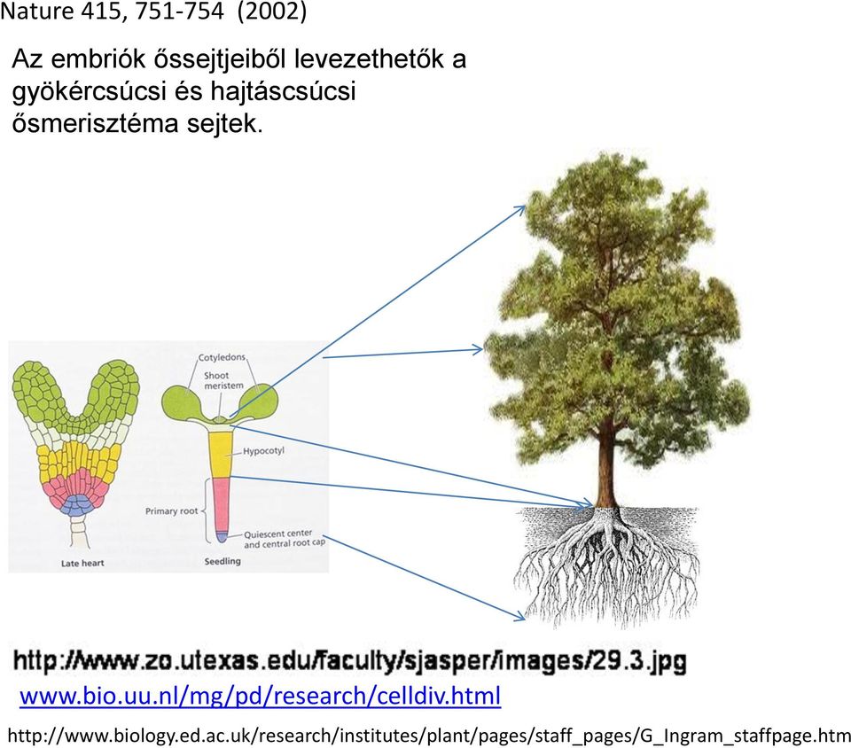 sejtek. www.bio.uu.nl/mg/pd/research/celldiv.html http://www.
