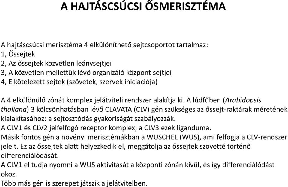 A lúdfűben (Arabidopsis thaliana) 3 kölcsönhatásban lévő CLAVATA (CLV) gén szükséges az őssejt-raktárak méretének kialakításához: a sejtosztódás gyakoriságát szabályozzák.