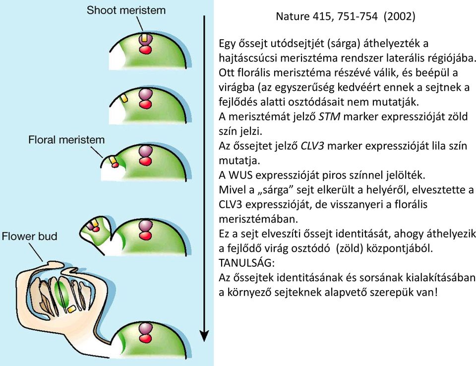 A merisztémát jelző STM marker expresszióját zöld szín jelzi. Az őssejtet jelző CLV3 marker expresszióját lila szín mutatja. A WUS expresszióját piros színnel jelölték.