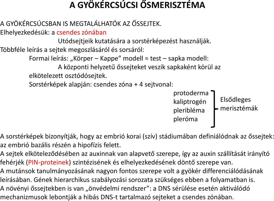 Sorstérképek alapján: csendes zóna + 4 sejtvonal: protoderma kaliptrogén pleribléma pleróma Elsődleges merisztémák A sorstérképek bizonyítják, hogy az embrió korai (szív) stádiumában definiálódnak az