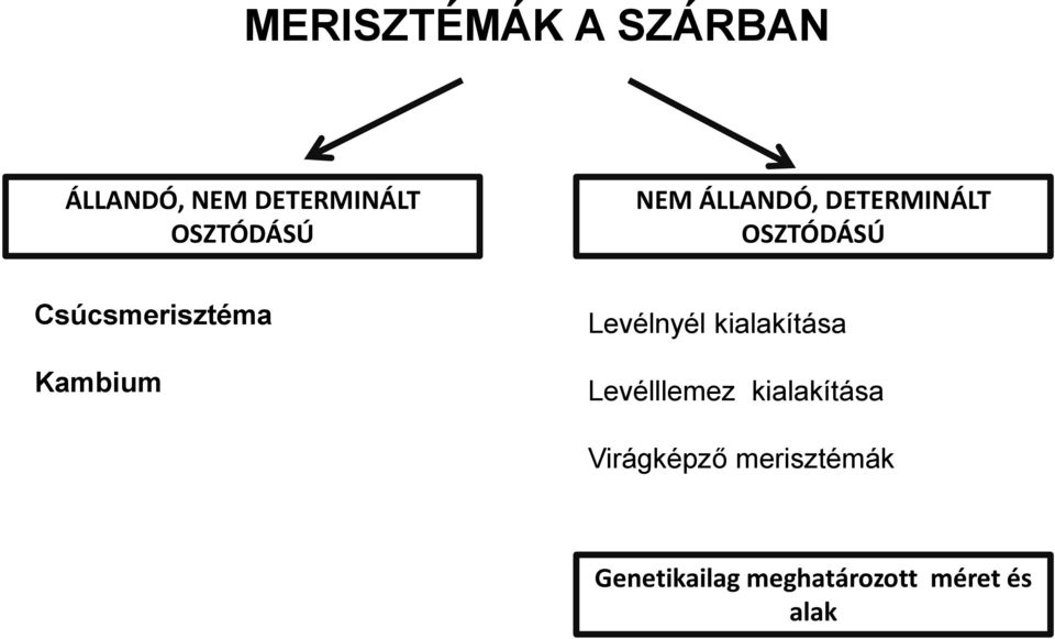 Kambium Levélnyél kialakítása Levélllemez kialakítása