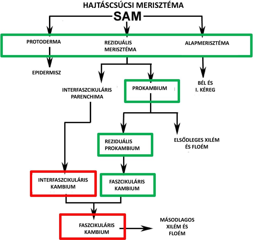 ÉS I. KÉREG REZIDUÁLIS PROKAMBIUM ELSŐDLEGES XILÉM ÉS FLOÉM