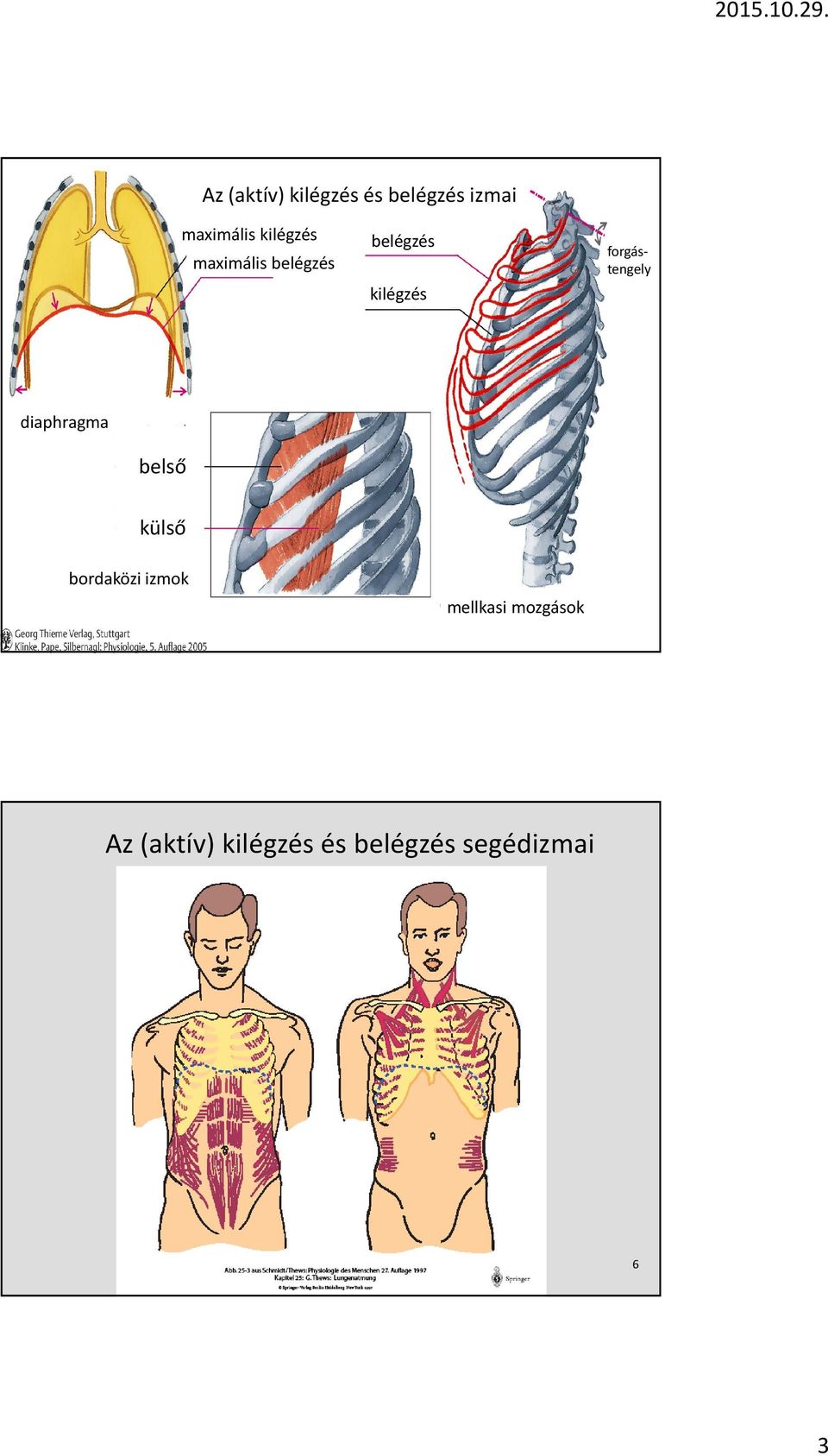 forgástengely diaphragma belső külső bordaközi izmok