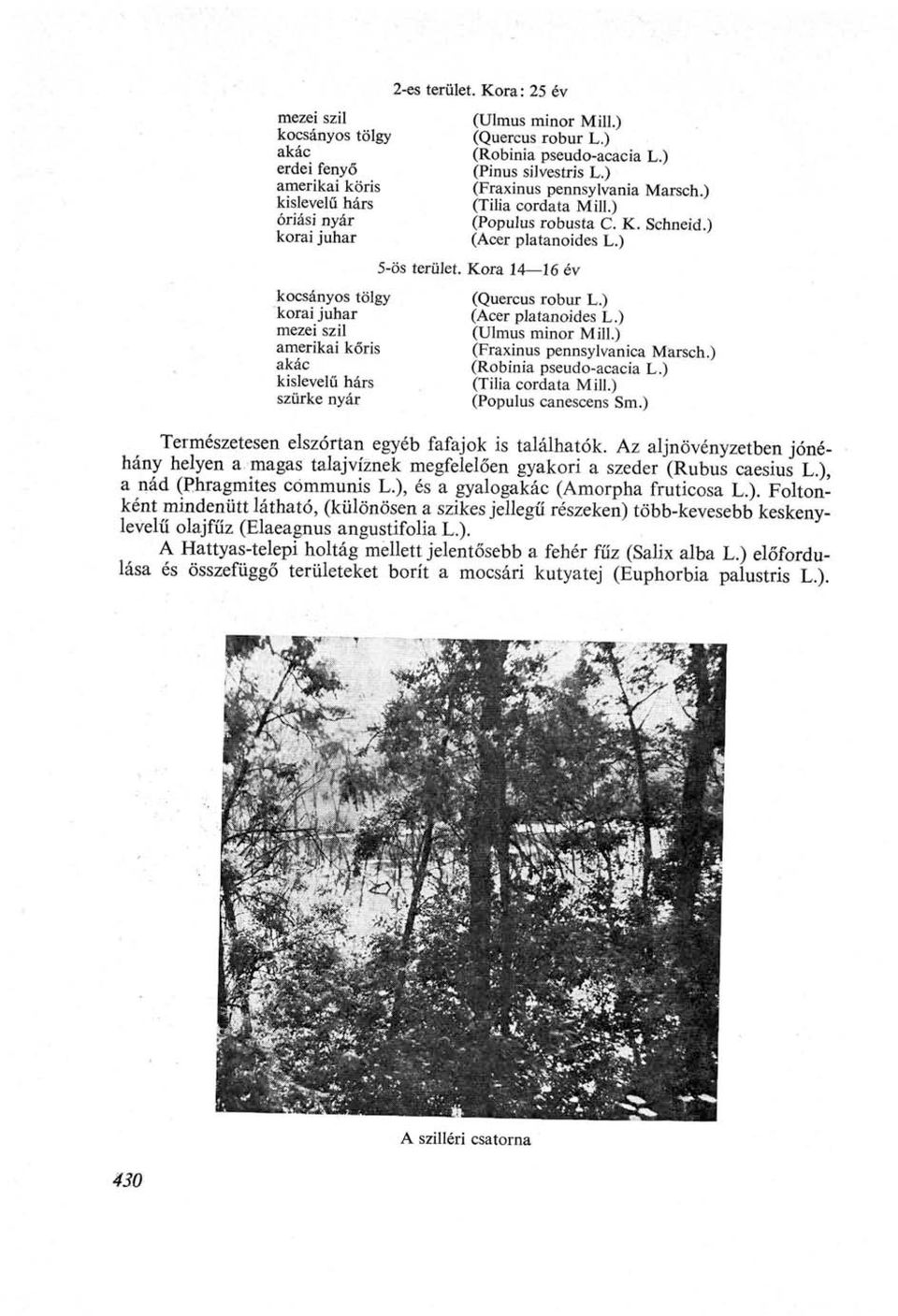 ) (Acer platanoides L.) 5-ös terület. Kora 14 16 év (Quercus robur L.) (Acer platanoides L.) (Ulmus minor Mill.) (Fraxinus pennsylvanica Marsch.) (Robinia pseudo-acacia L.) (Tilia cordata Mill.