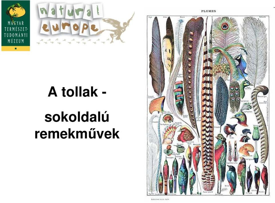 sokoldalú