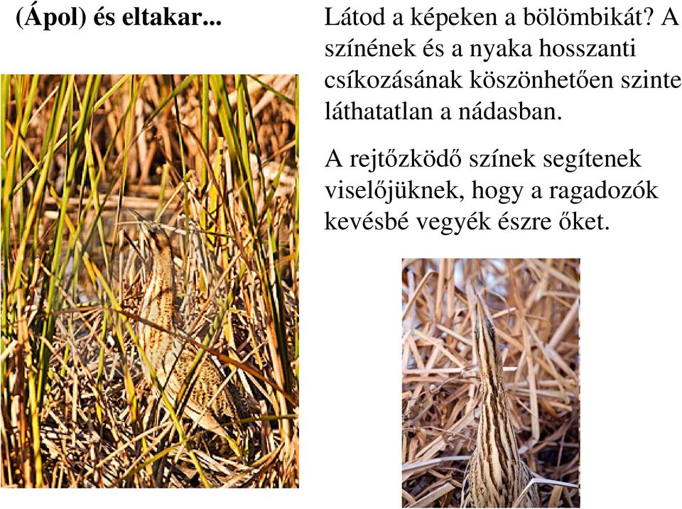 köszönhetıen szinte láthatatlan a nádasban.