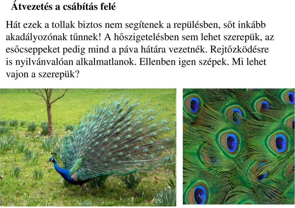 A hıszigetelésben sem lehet szerepük, az esıcseppeket pedig mind a páva
