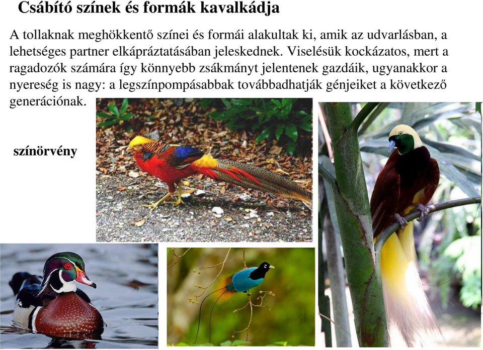 Viselésük kockázatos, mert a ragadozók számára így könnyebb zsákmányt jelentenek gazdáik,