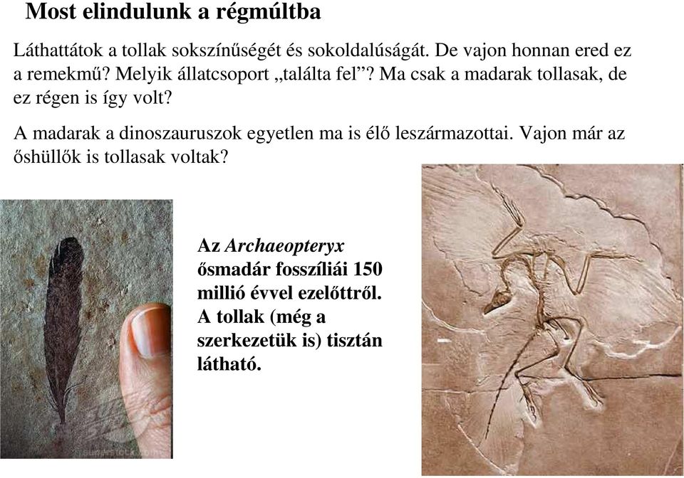 Ma csak a madarak tollasak, de ez régen is így volt?
