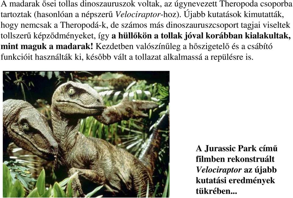 hüllıkön a tollak jóval korábban kialakultak, mint maguk a madarak!