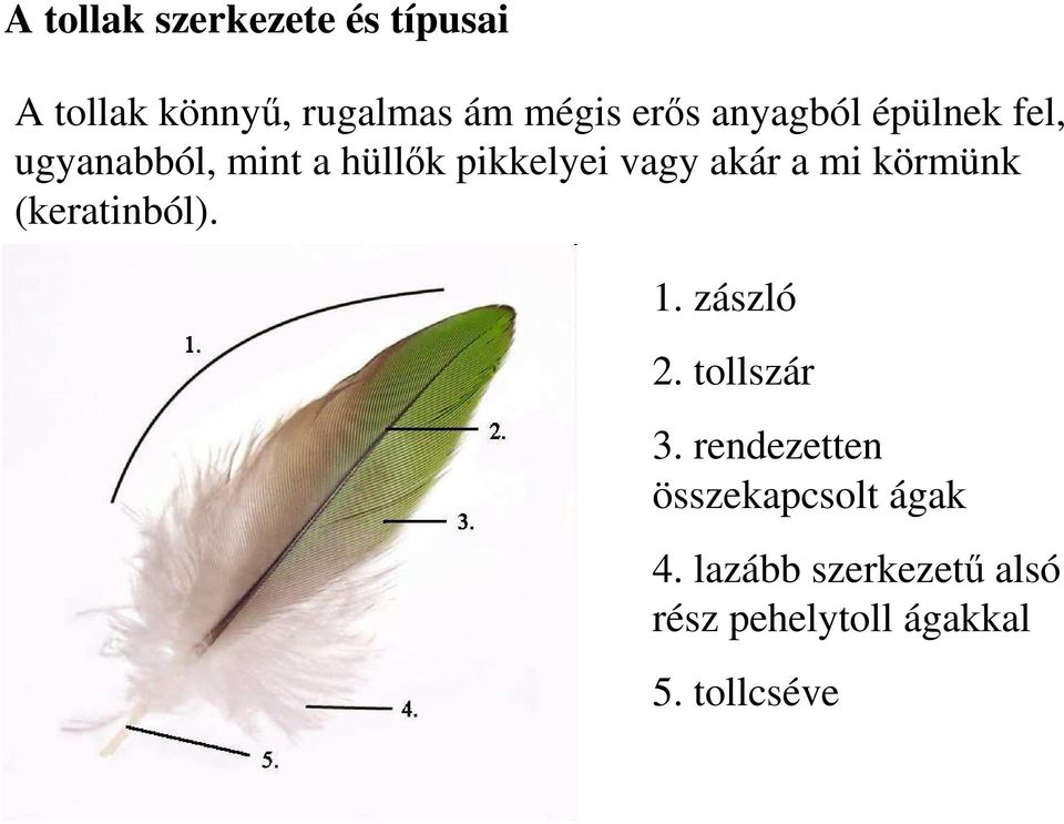 mi körmünk (keratinból). 1. zászló 2. tollszár 3.