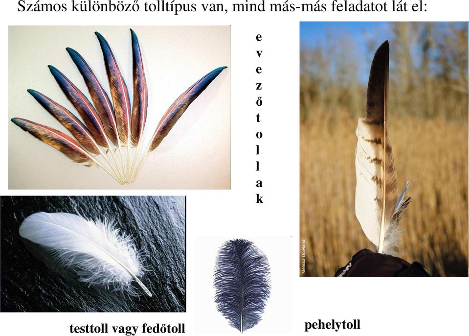 lát el: e v e z ı t o l l a k