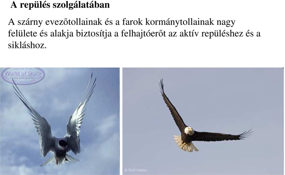 kormánytollainak nagy felülete és alakja