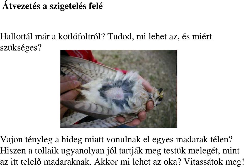 Vajon tényleg a hideg miatt vonulnak el egyes madarak télen?