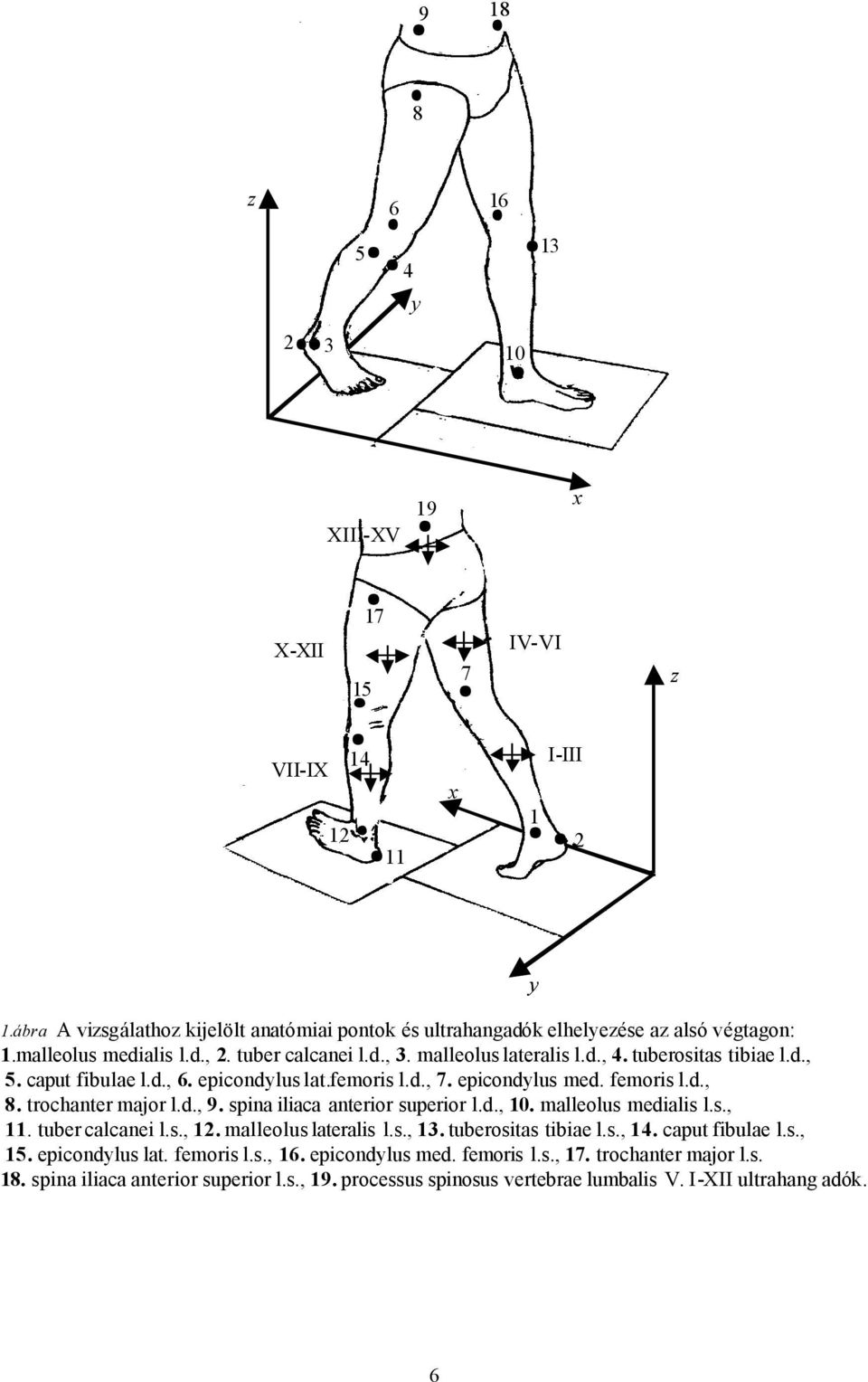 trochanter major l.d., 9. spina iliaca anterior superior l.d., 10. malleolus medialis l.s., 11. tuber calcanei l.s., 12. malleolus lateralis l.s., 13. tuberositas tibiae l.s., 14. caput fibulae l.s., 15.