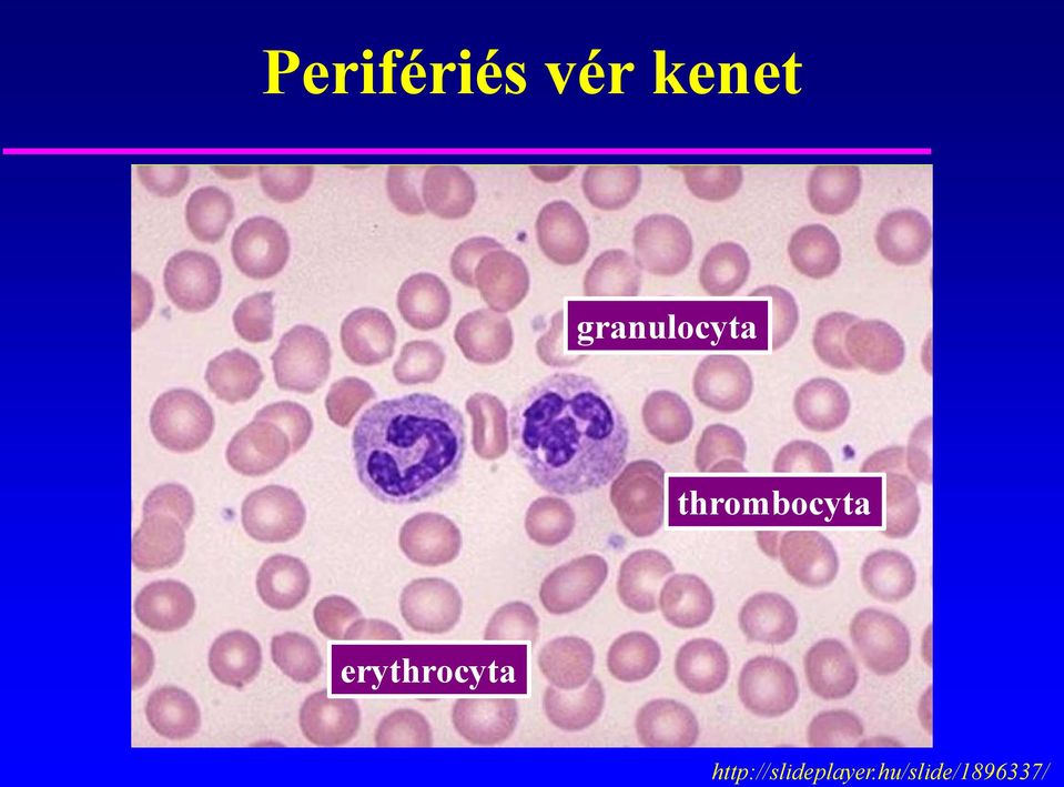 erythrocyta