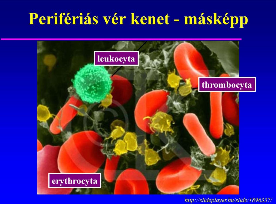 thrombocyta erythrocyta