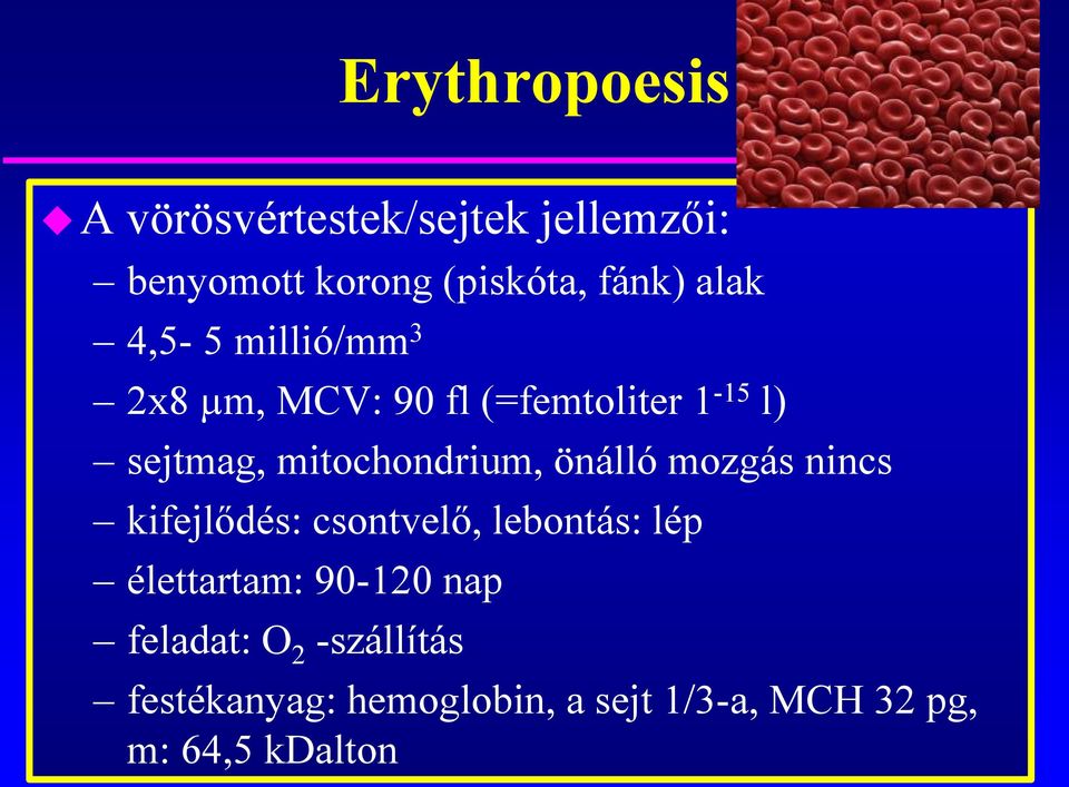mitochondrium, önálló mozgás nincs kifejlődés: csontvelő, lebontás: lép élettartam: