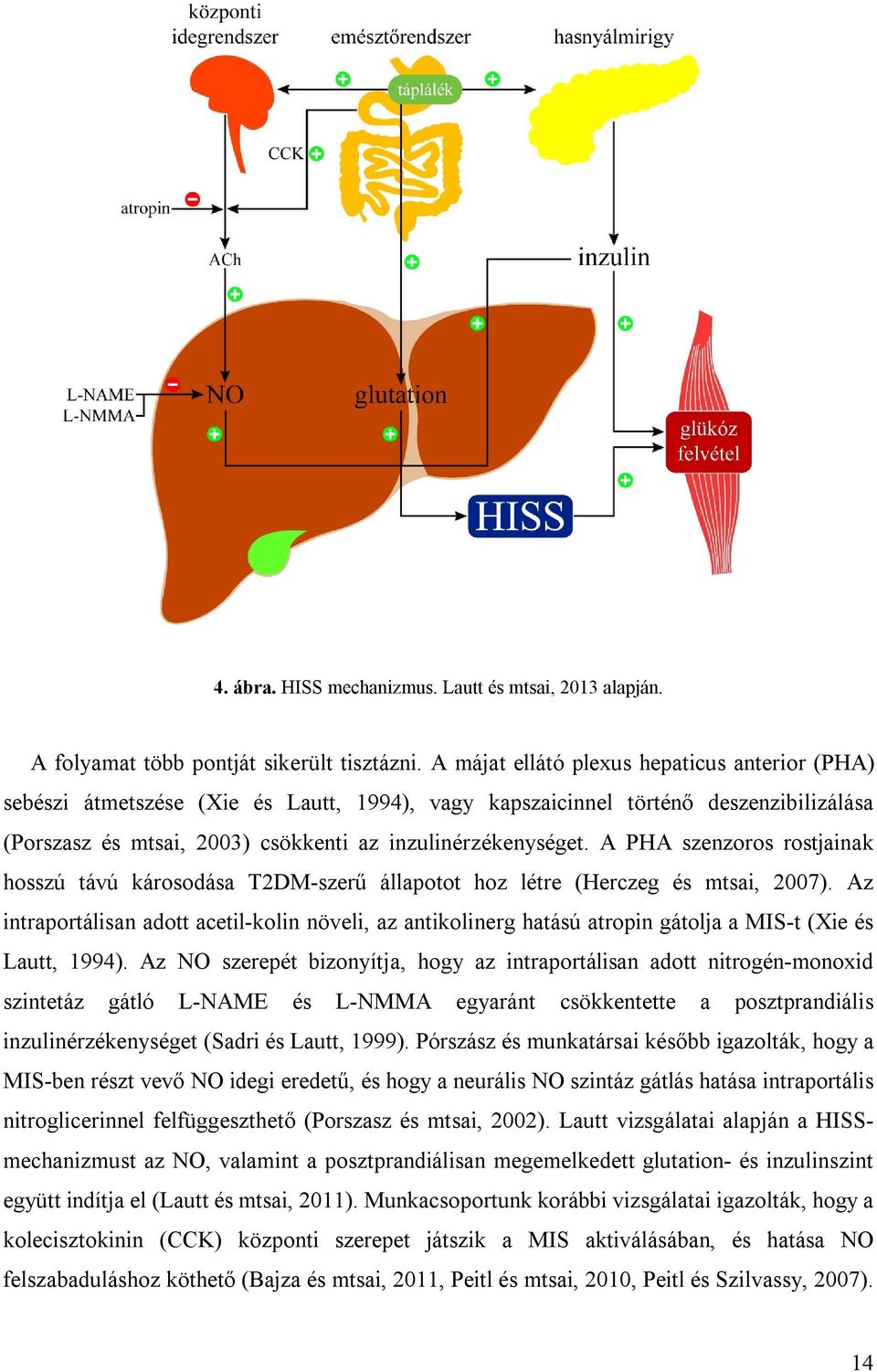 A PHA szenzoros rostjainak hosszú távú károsodása T2DM-szerű állapotot hoz létre (Herczeg és mtsai, 2007).