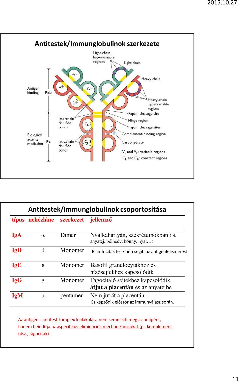 B limfociták felszínén segíti az antigénfelismerést IgE ε Monomer Basofil granulocytákhoz és hízósejtekhez kapcsolódik IgG γ Monomer Fagocitáló sejtekhez