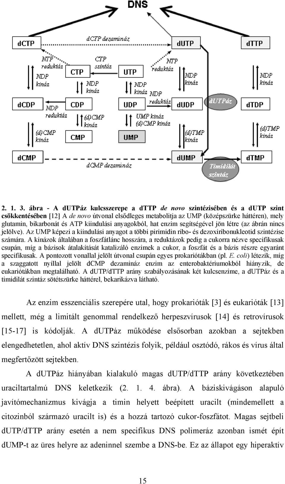 kiindulási anyagokból, hat enzim segítségével jön létre (az ábrán nincs jelölve). Az UMP képezi a kiindulási anyagot a többi pirimidin ribo- és dezoxiribonukleotid szintézise számára.