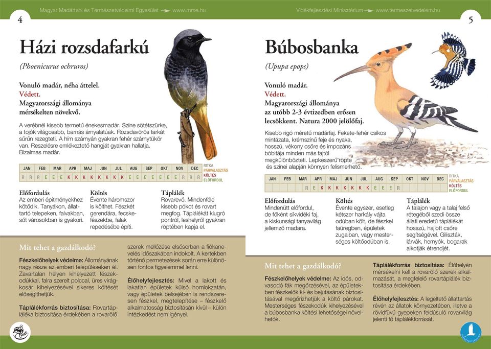 Reszelésre emlékeztetô hangját gyakran hallatja. Bizalmas madár. R R R E E E K K K K K K K K E E E E E E E R R R Az emberi építményekhez kötôdik.