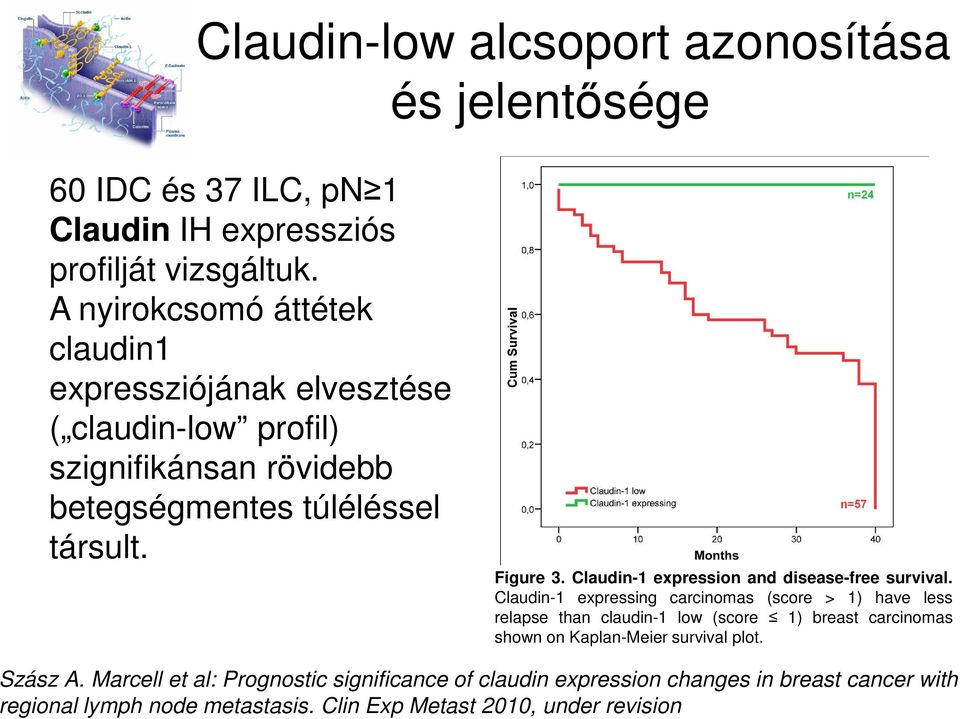 Claudin-1 expression and disease-free survival.