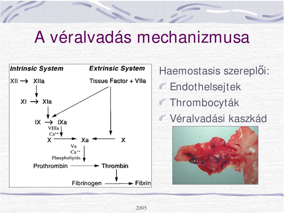 Haemostasis szereplői: