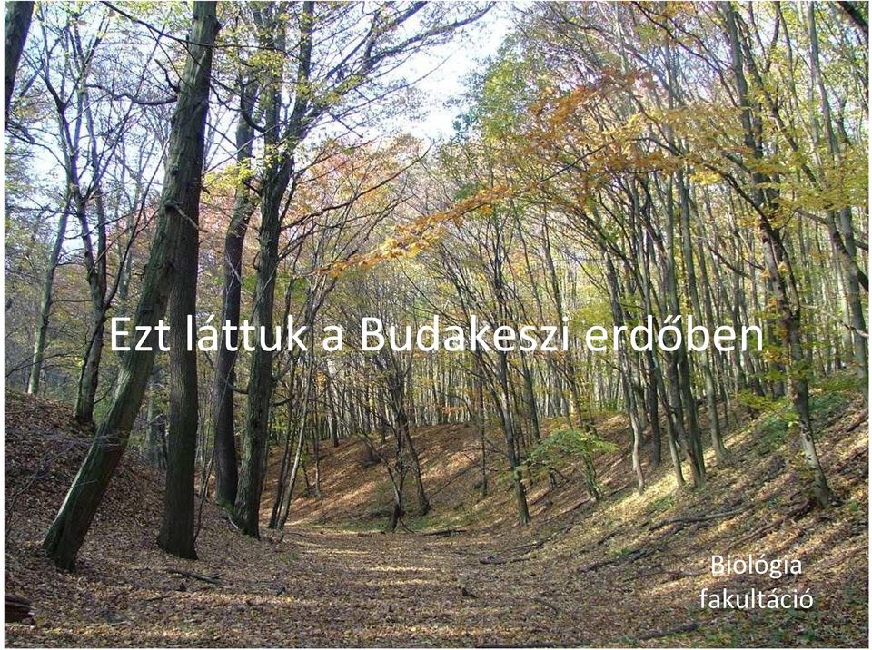 erdőben
