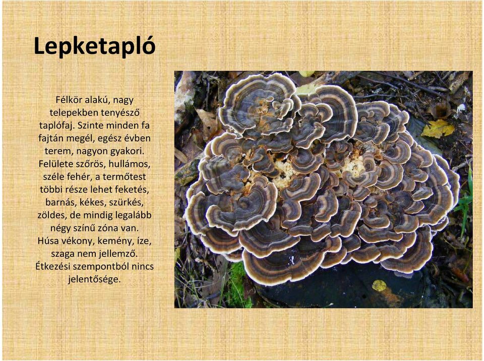 Felülete szőrös, hullámos, széle fehér, a termőtest többi része lehet feketés, barnás,