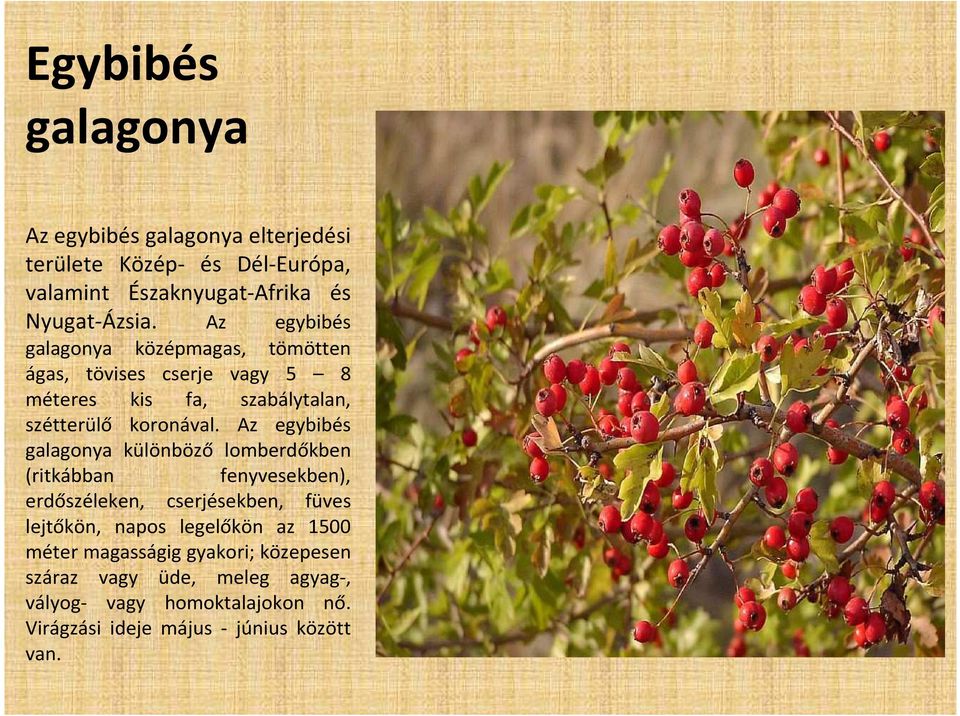 Az egybibés galagonya különböző lomberdőkben (ritkábban fenyvesekben), erdőszéleken, cserjésekben, füves lejtőkön, napos legelőkön az