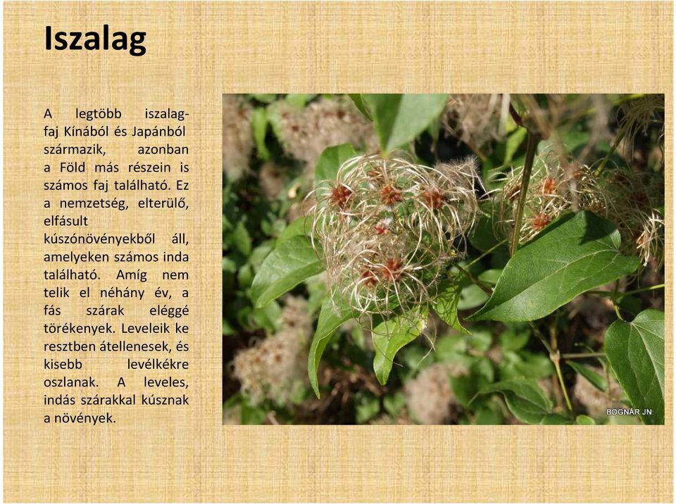 Ez a nemzetség, elterülő, elfásult kúszónövényekből áll, amelyeken számos inda található.