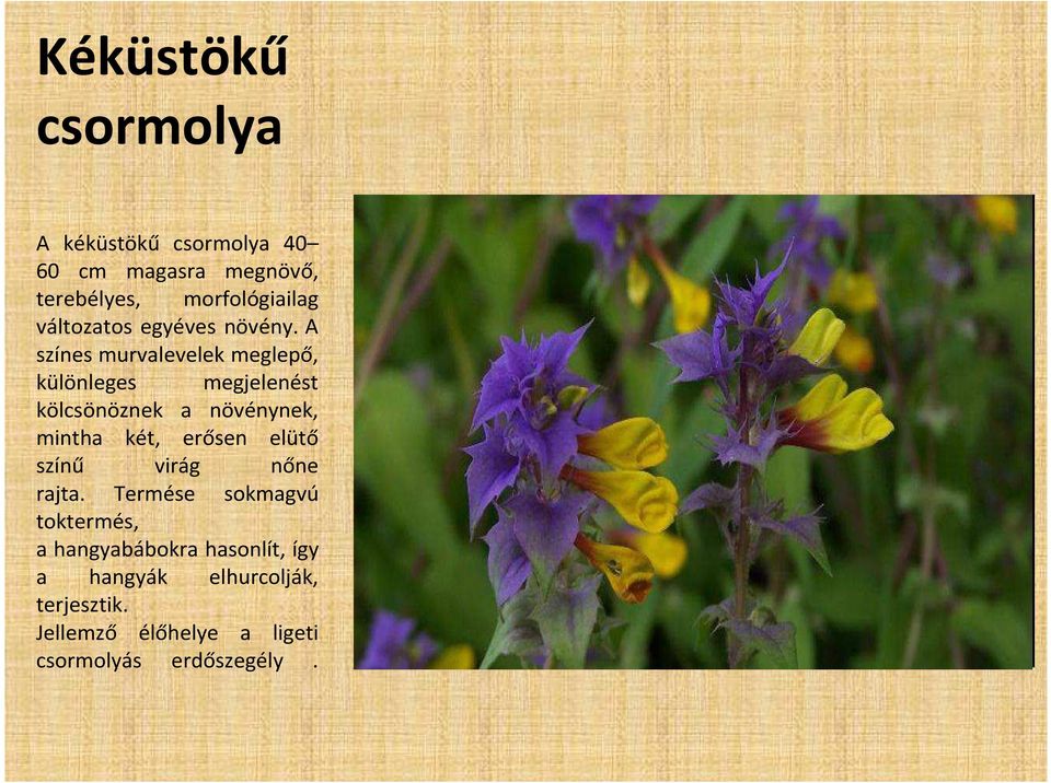 A színes murvalevelek meglepő, különleges megjelenést kölcsönöznek a növénynek, mintha két, erősen