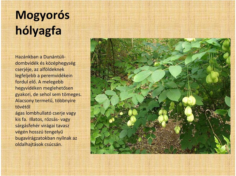 A melegebb hegyvidéken meglehetősen gyakori, de sehol sem tömeges.