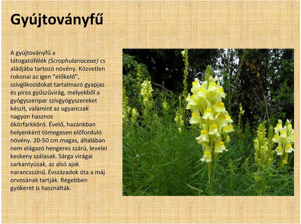 készít, valamint az ugyancsak nagyon hasznos ökörfarkkóró. Évelő, hazánkban helyenként tömegesen előforduló növény.
