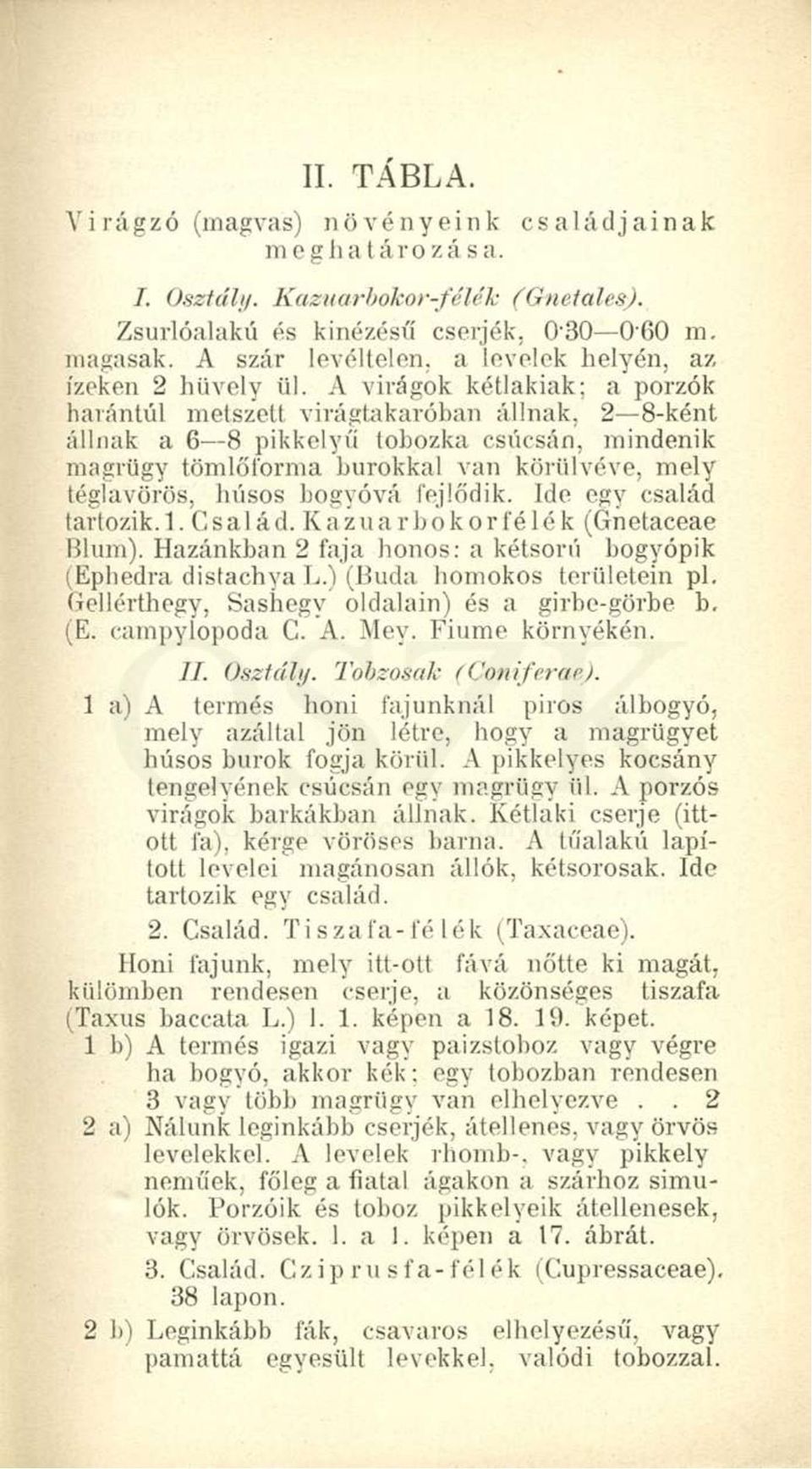 A virágok kétlakiak; a porzók harántúl metszett virágtakaróban állnak, 2 8-ként állnak a 6 8 pikkelyű tobozka csúcsán, mindenik magrügy tömlőí'orma burokkal van körülvéve, mely téglavörös, húsos