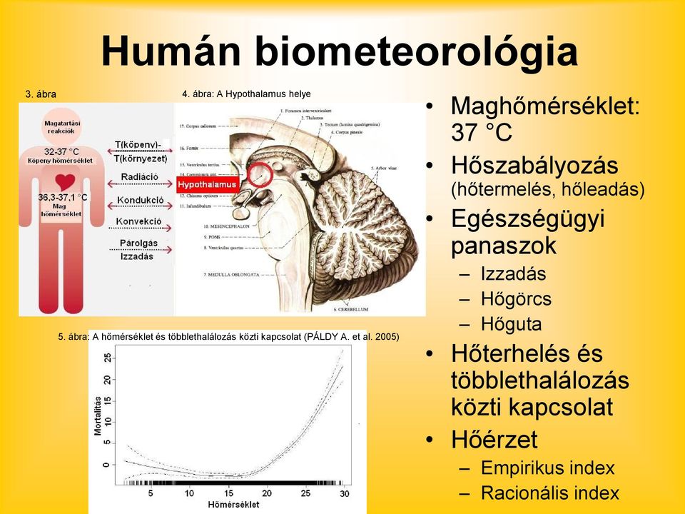 2005) Maghőmérséklet: 37 C Hőszabályozás (hőtermelés, hőleadás) Egészségügyi