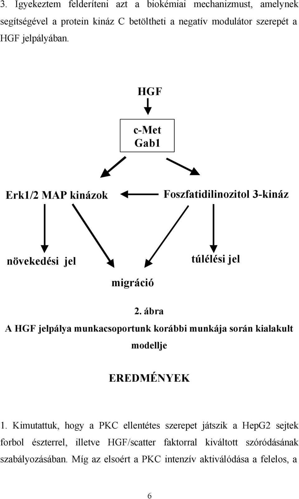 ábra A HGF jelpálya munkacsoportunk korábbi munkája során kialakult modellje EREDMÉNYEK 1.