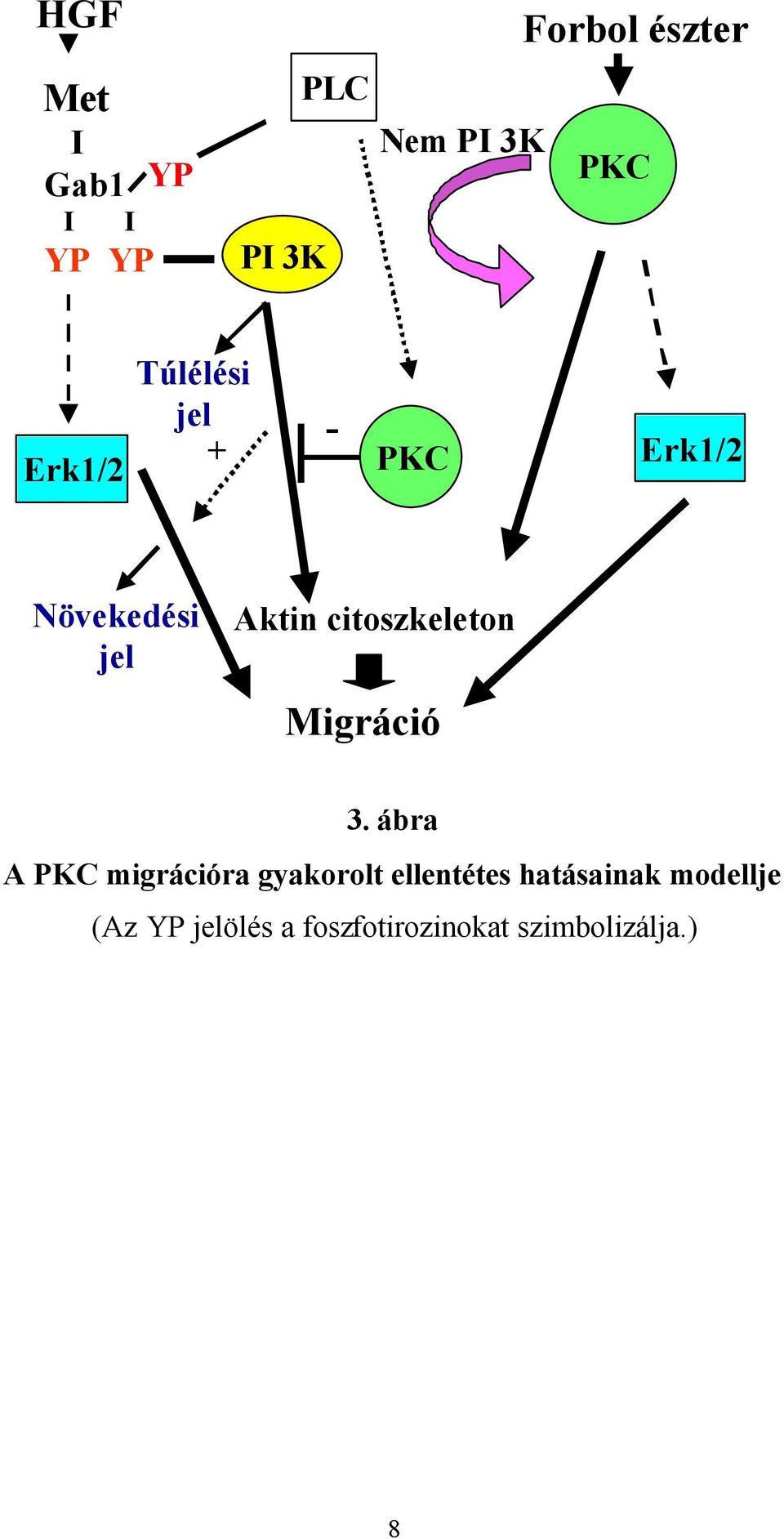 citoszkeleton Migráció 3.