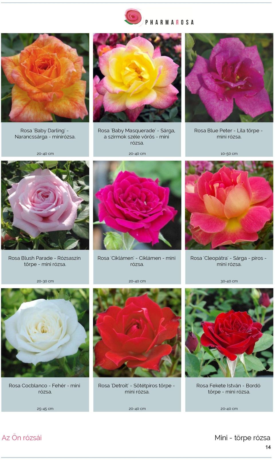 Rosa 'Ciklámen' - Ciklámen - mini rózsa. Rosa 'Cleopátra' - Sárga - piros - mini rózsa.