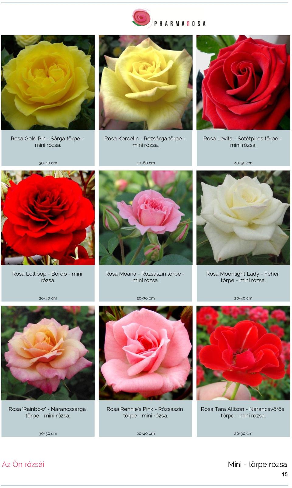 Rosa Moana - Rózsaszín törpe - mini rózsa. Rosa Moonlight Lady - Fehér törpe - mini rózsa.