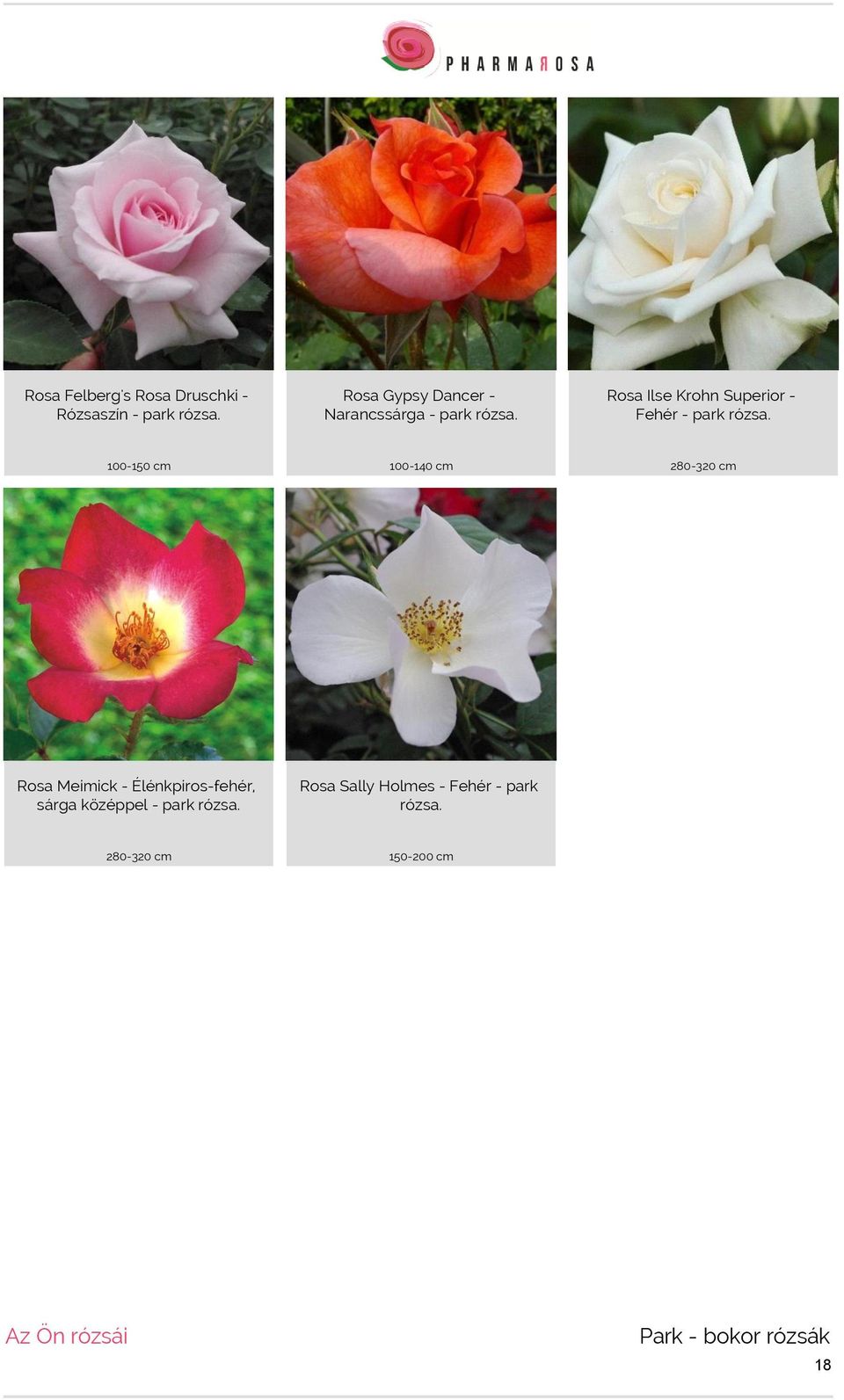 Rosa Ilse Krohn Superior - Fehér - park rózsa.
