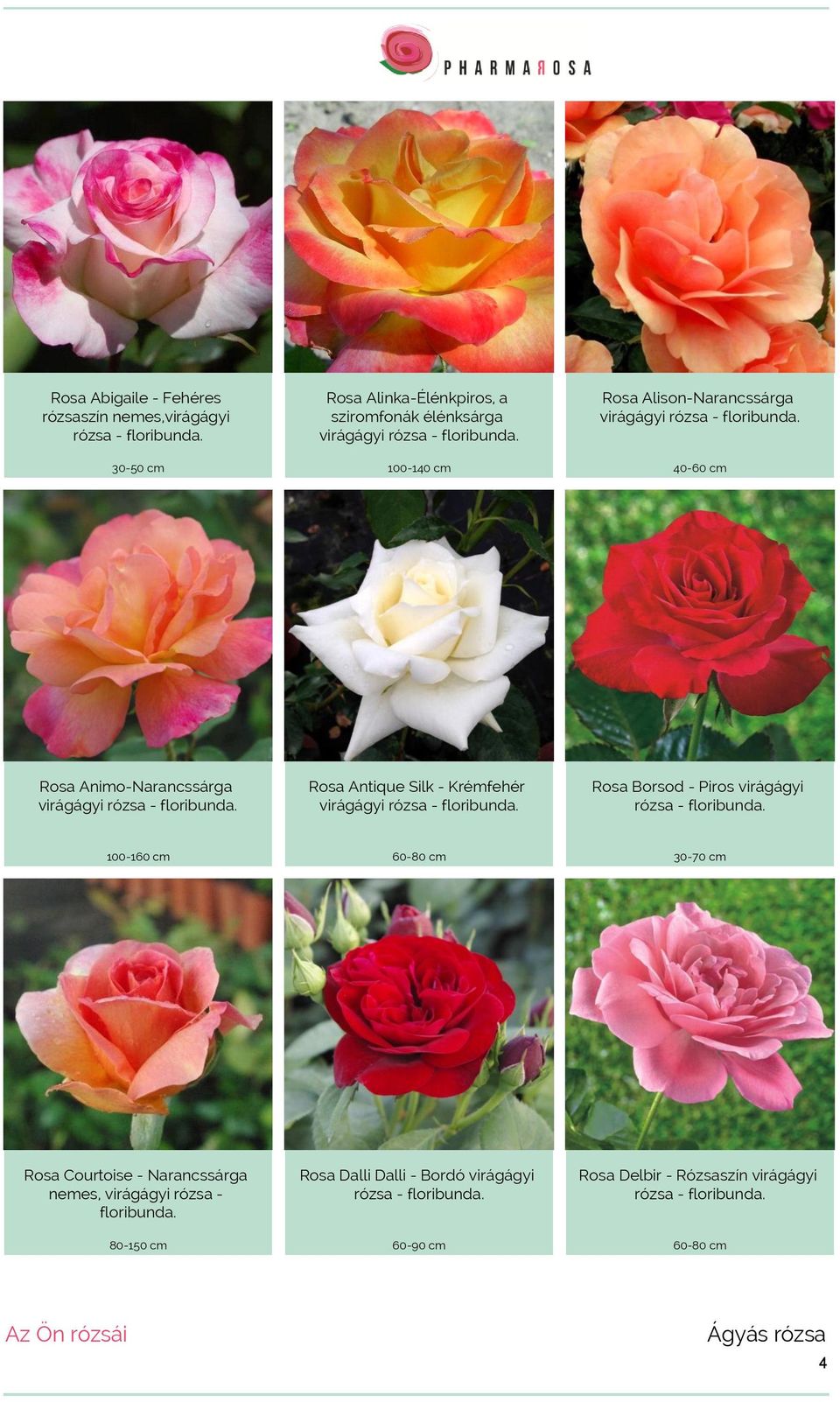 Rosa Antique Silk - Krémfehér virágágyi rózsa - floribunda. Rosa Borsod - Piros virágágyi rózsa - floribunda.