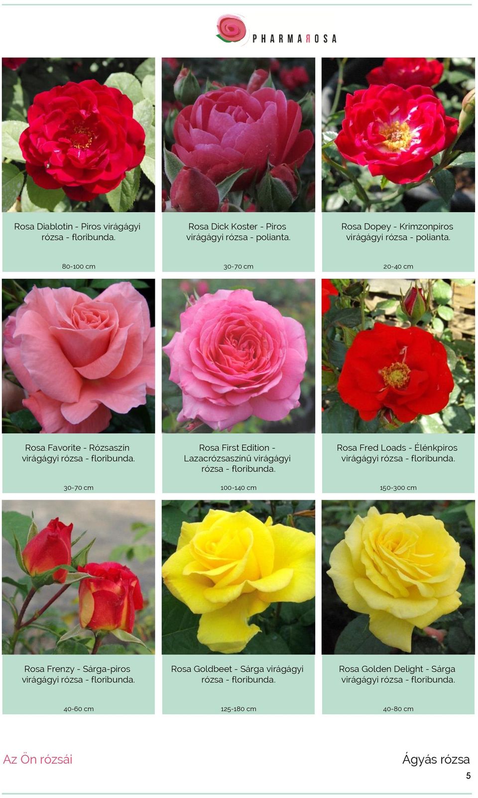 30-70 cm Rosa First Edition - Lazacrózsaszínű virágágyi rózsa - floribunda. 100-140 cm Rosa Fred Loads - Élénkpiros virágágyi rózsa - floribunda.