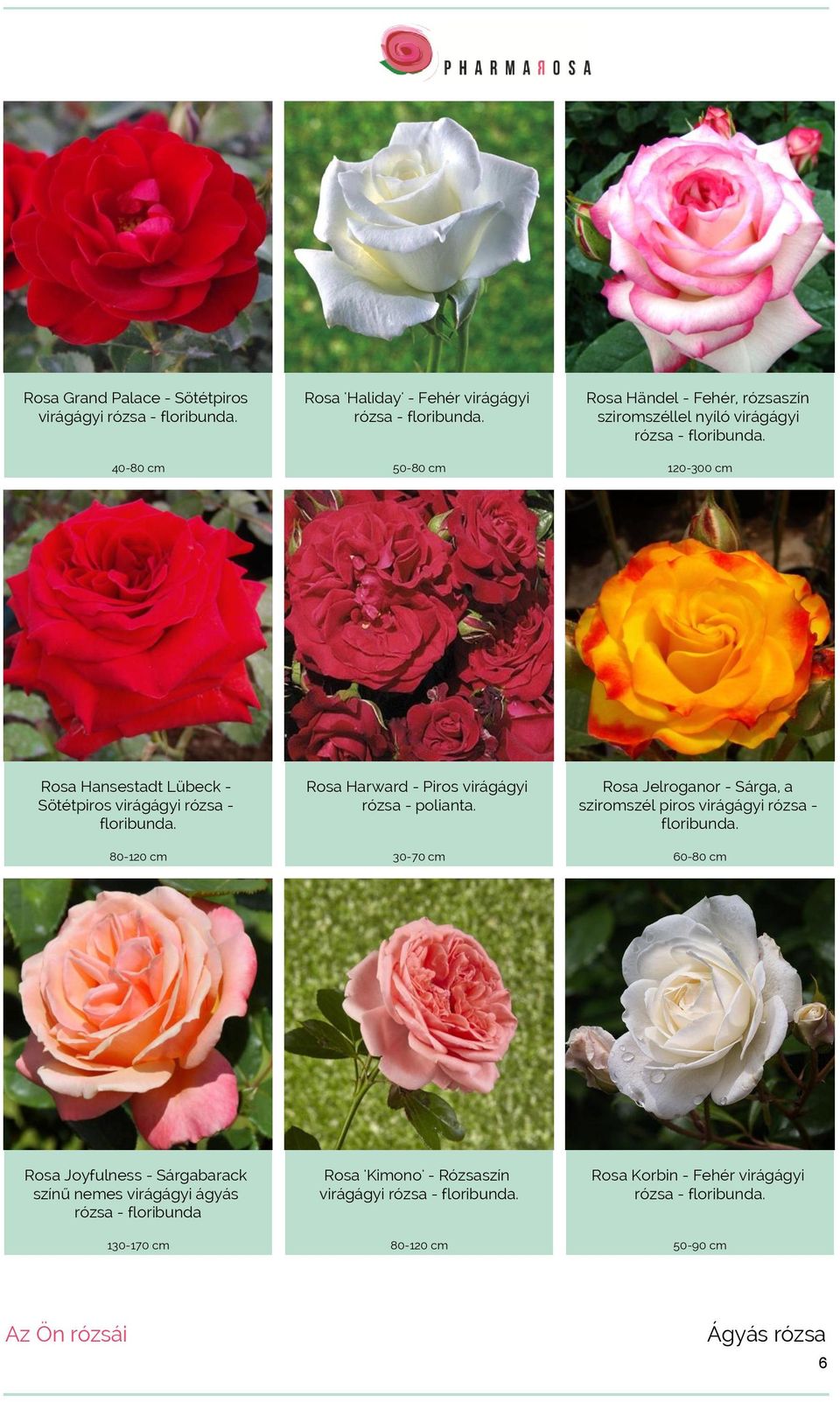 80-120 cm Rosa Harward - Piros virágágyi rózsa - polianta. 30-70 cm Rosa Jelroganor - Sárga, a sziromszél piros virágágyi rózsa - floribunda.