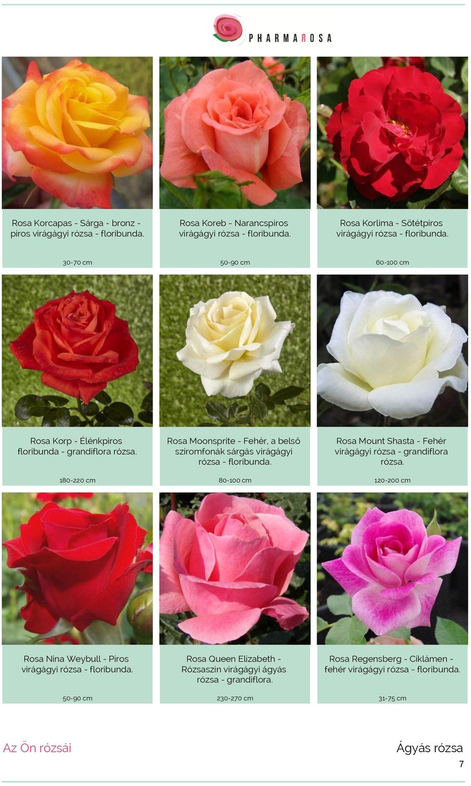 180-220 cm Rosa Moonsprite - Fehér, a belső sziromfonák sárgás virágágyi rózsa - floribunda. 80-100 cm Rosa Mount Shasta - Fehér virágágyi rózsa - grandiflora rózsa.