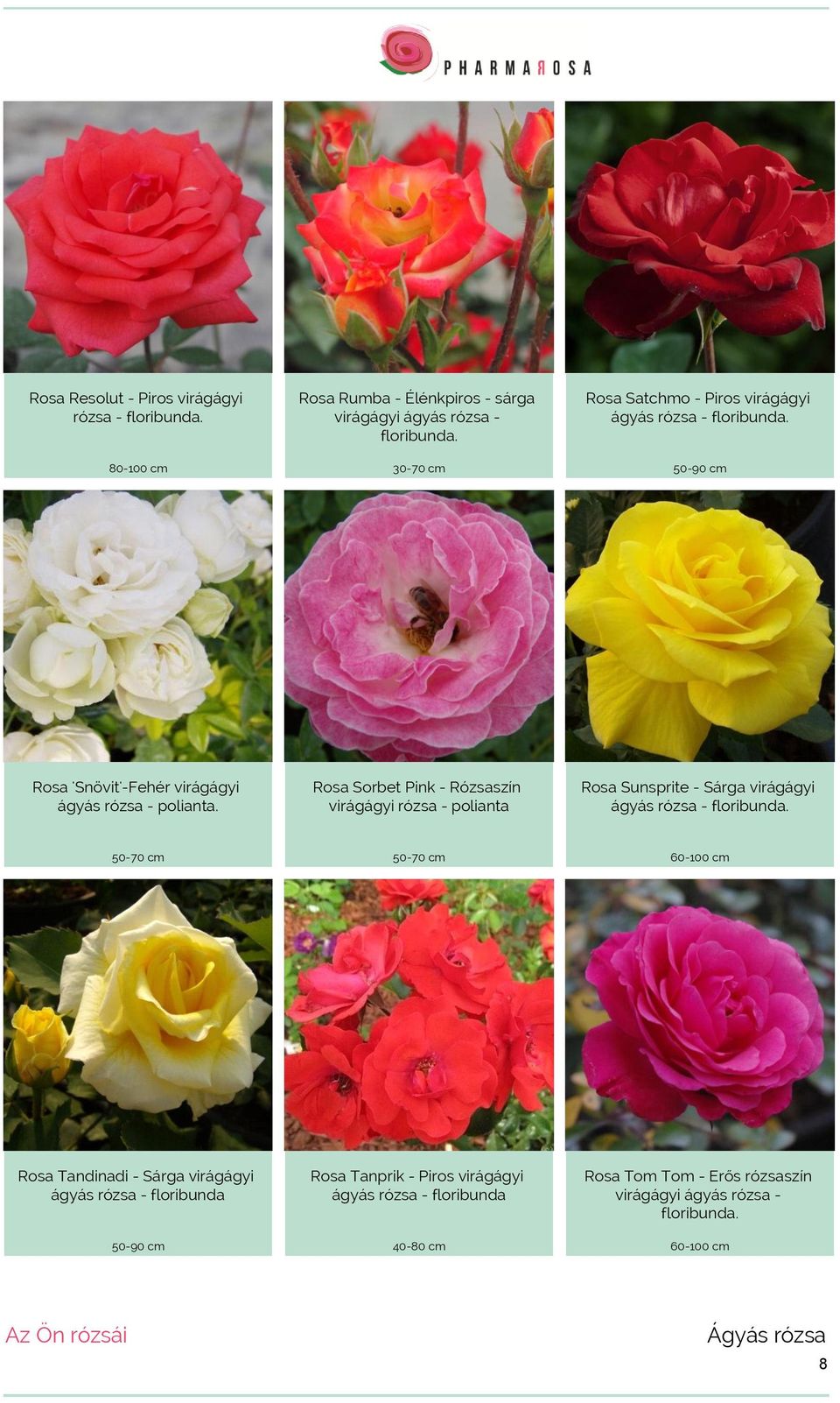 Rosa Sorbet Pink - Rózsaszín virágágyi rózsa - polianta Rosa Sunsprite - Sárga virágágyi ágyás rózsa - floribunda.