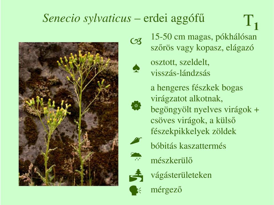 virágzatot alkotnak, begöngyölt nyelves virágok + csöves virágok, a külsı