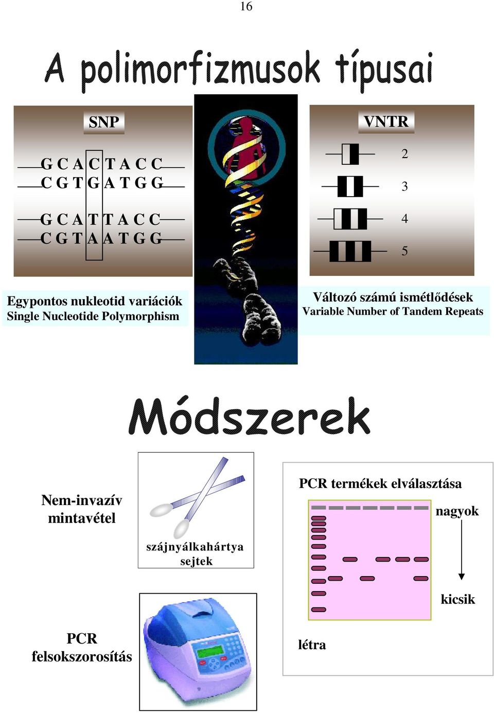 ismétlıdés Változó számú ismétlıdések Variable Number of Tandem Repeats Nem-invazív