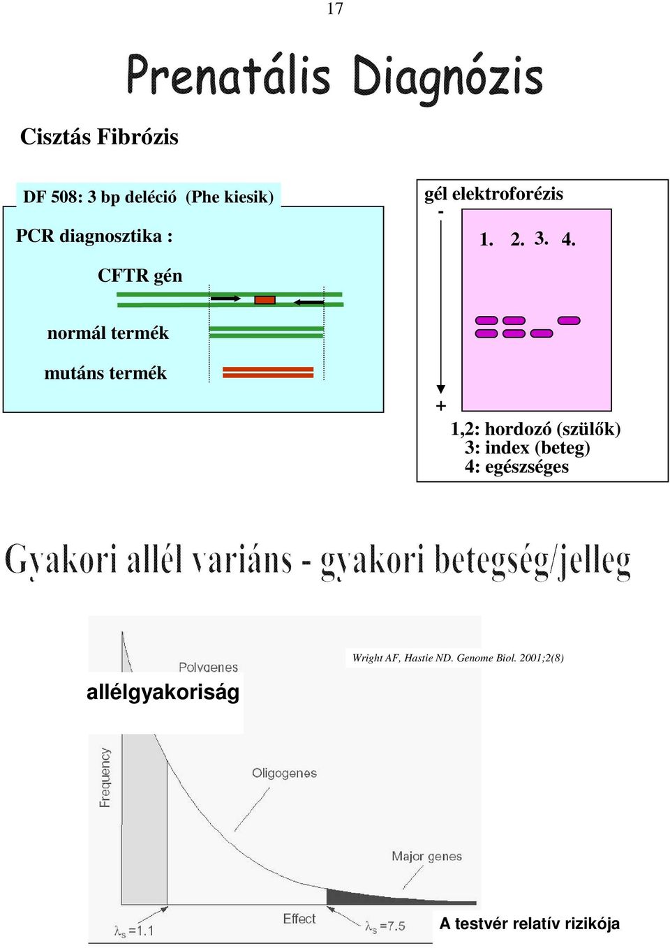 CFTR gén normál termék mutáns termék + 1,2: hordozó (szülık) 3: index
